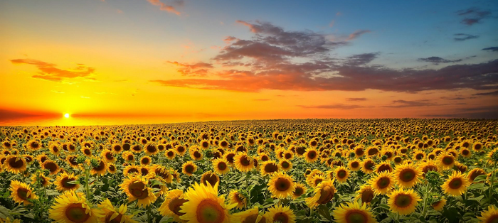 Field of sunflowers at sunset