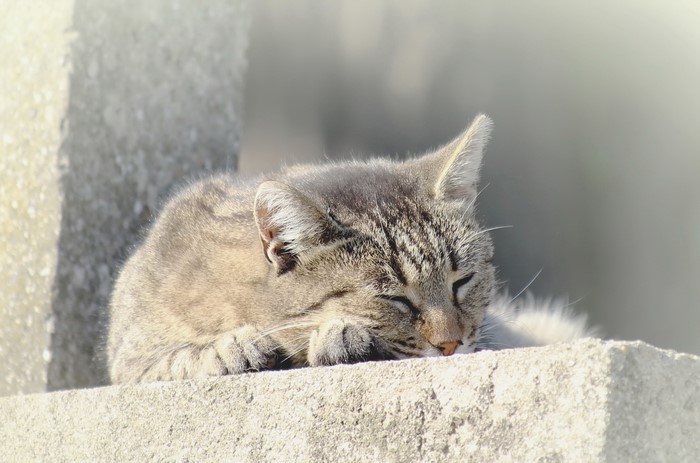 A tabby cat sleeping on a concrete ledge