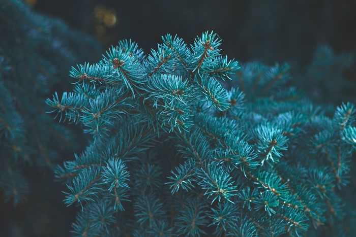 Teal pine tree branches with bokeh