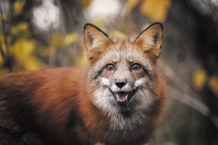 Fox with open mouth in nature