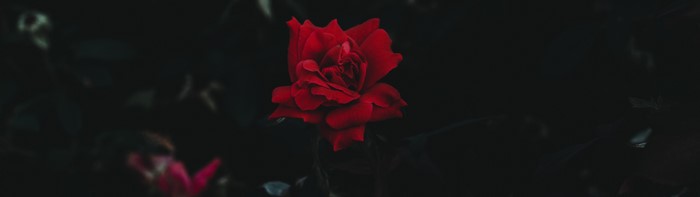 4K Ultrawide Red Rose