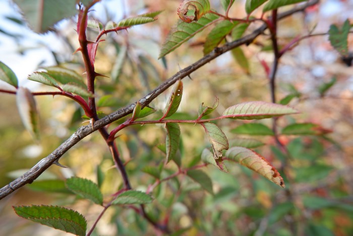 4K fall plants branch