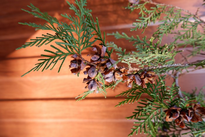 Cedar branch with cones