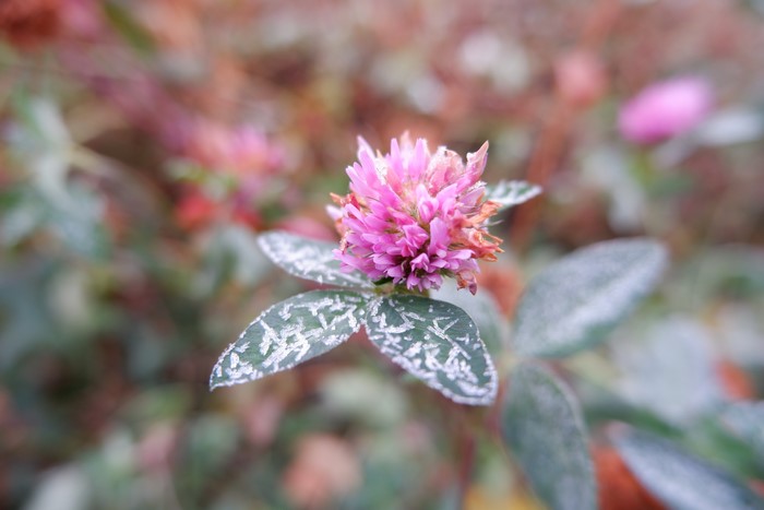Pink clover flower with frosted leaves