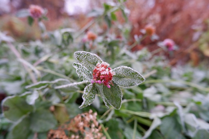 Clover flowers covered in frost