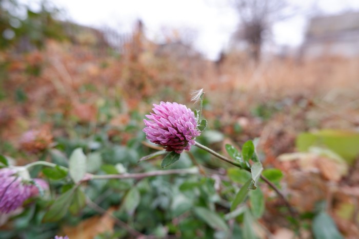 Pink clover flowers in fall