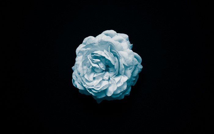 A single cyan rose against a black background
