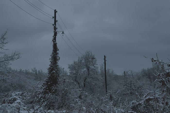 Snow covered trees and power lines in overcast winter