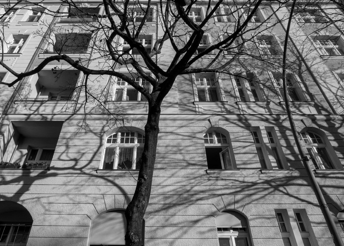 Monochrome building facade with tree branches