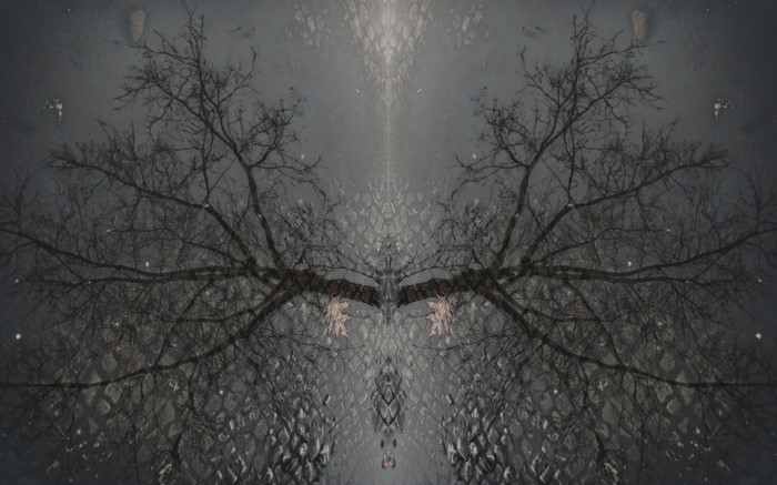 Reflection of bare tree branches and leaves on wet pavement
