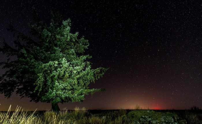 Tree under a starry night sky