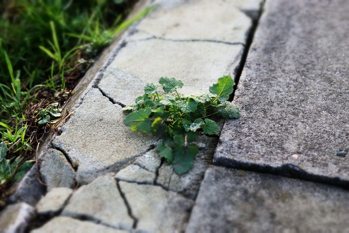 Plant growing through cracked concrete