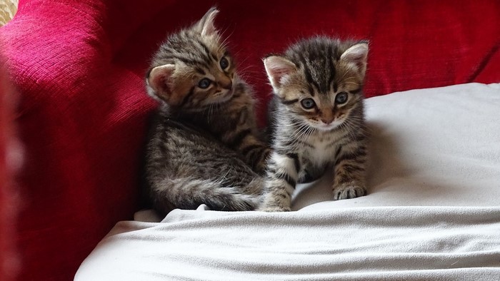Two tabby kittens on a couch