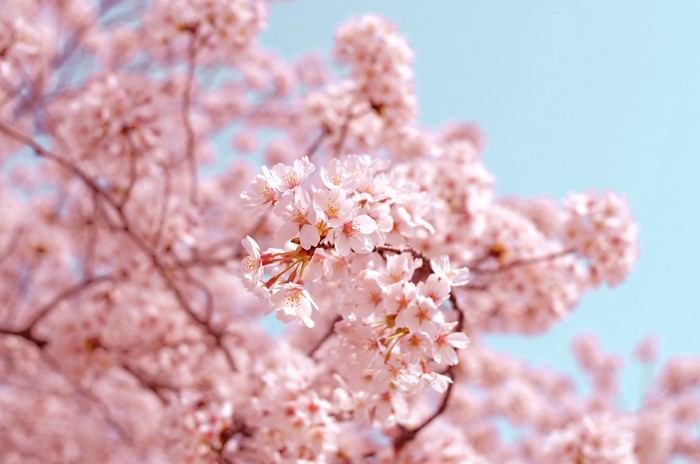 Pink cherry blossoms against a blue sky