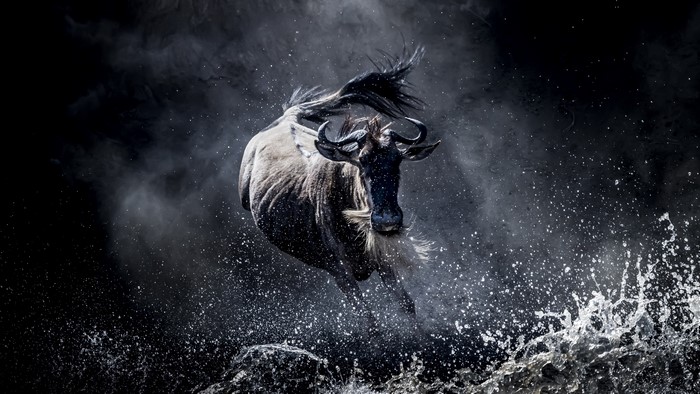 Wildebeest jumping through water