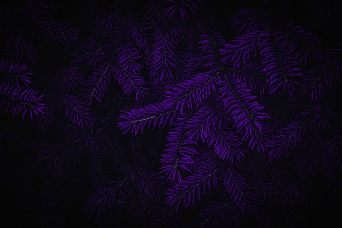 Dark purple pine needles on black background