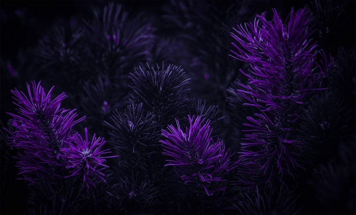 Purple pine needles on a dark background