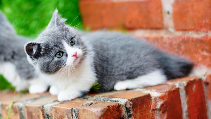 A grey and white kitten on bricks