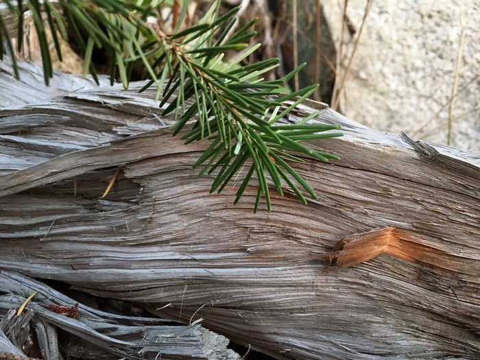 Pine needles on weathered wood