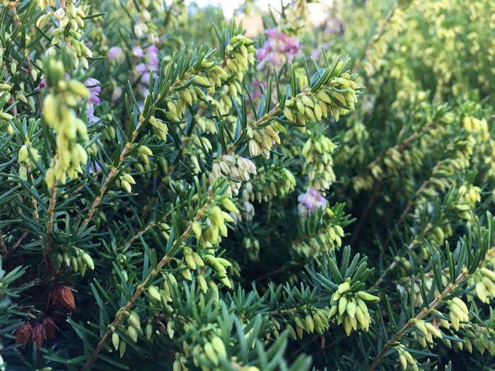 Close-up of blooming heather plant with green foliage