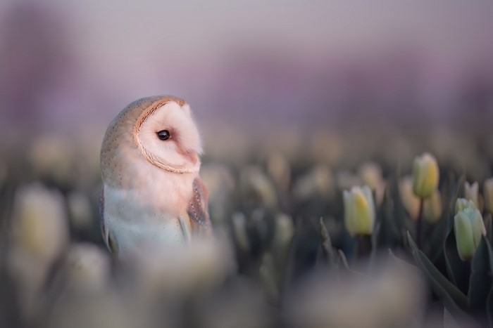 Barn owl perched in a field of tulips