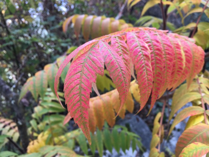 Autumn leaves of a sumac tree