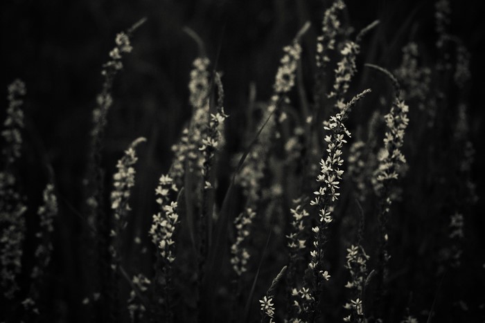 Dark field with tall flowering plants