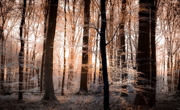 Frosty trees in a forest at sunrise