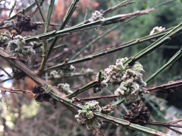 Close-up of a fuzzy plant with green stems