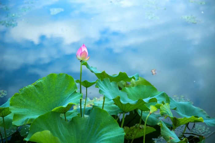 Pink lotus bud and green leaves on a lake