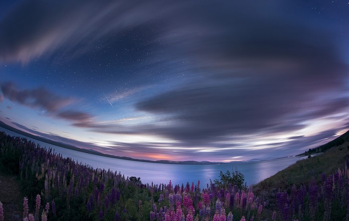 Lupines by a lake under a starry sky with clouds