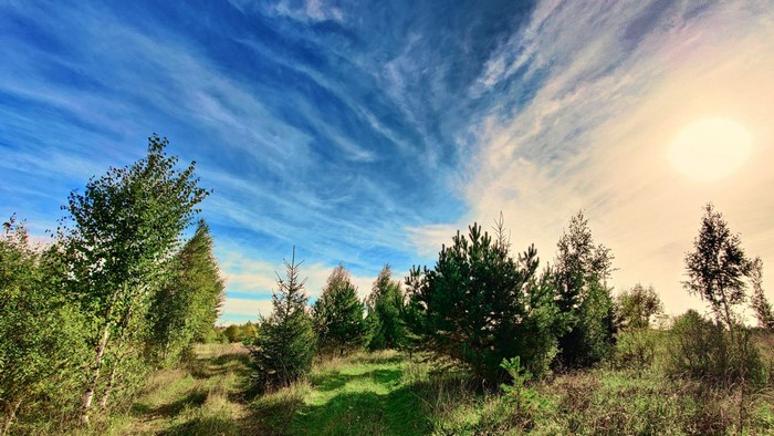 A wide-angle view of a forest path under a dramatic sky