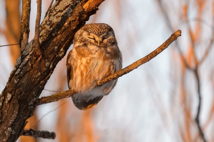 Small owl perched on a tree branch at sunset