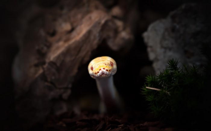 A close-up of a ball python snake