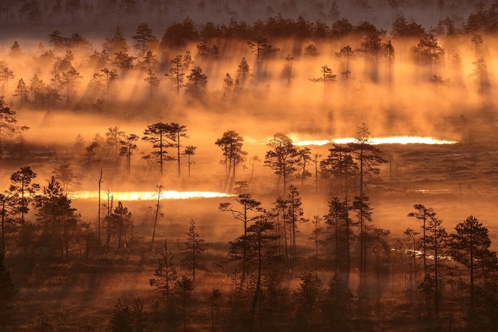 Misty forest landscape at sunrise with sunbeams