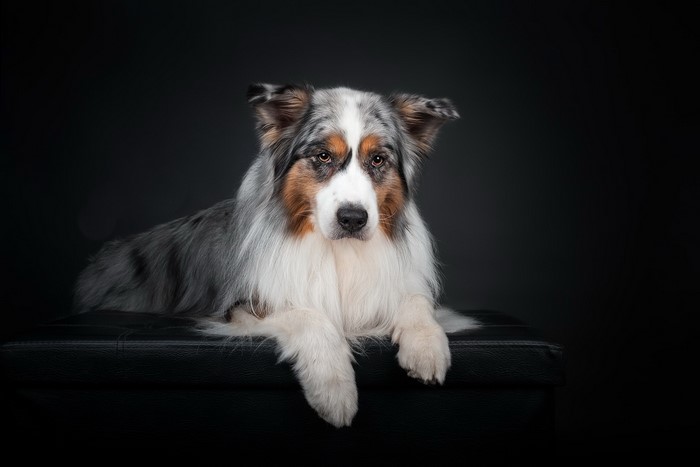Australian Shepherd dog lying down