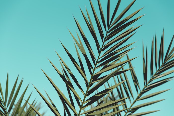 Palm leaves against a clear blue sky