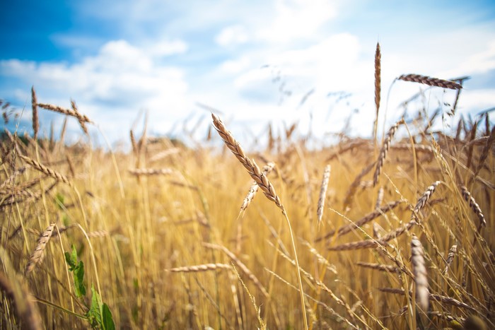 Wheat Field Under Blue Sky with Clouds