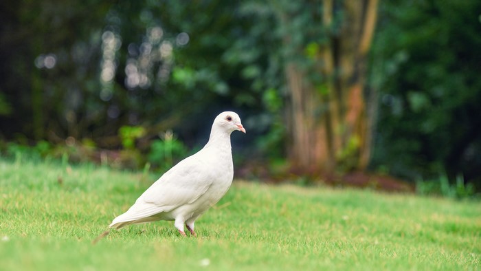 White pigeon on grass with depth of field