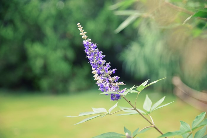 Purple flowers on a plant with green leaves