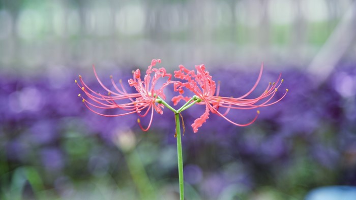 Red Spider Lily flower in bloom