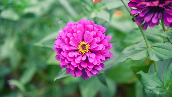 Pink Zinnia Flower with Yellow Center