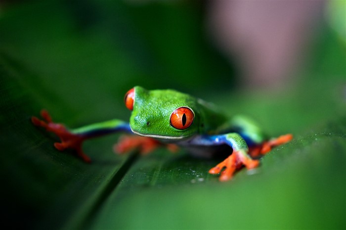 Red-Eyed Tree Frog on a Leaf in Costa Rica
