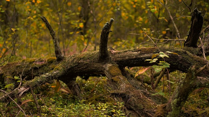 Fallen log covered in moss in a forest during fall
