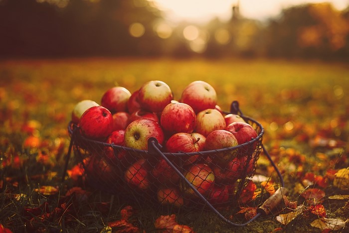 Basket of apples in fall setting