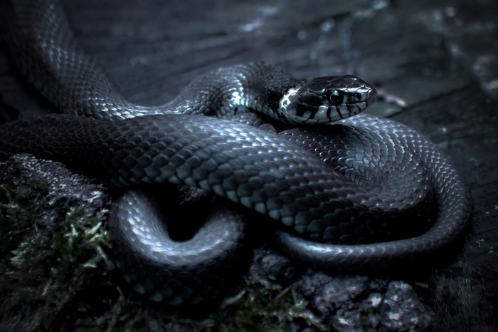 A dark snake coiled on mossy ground