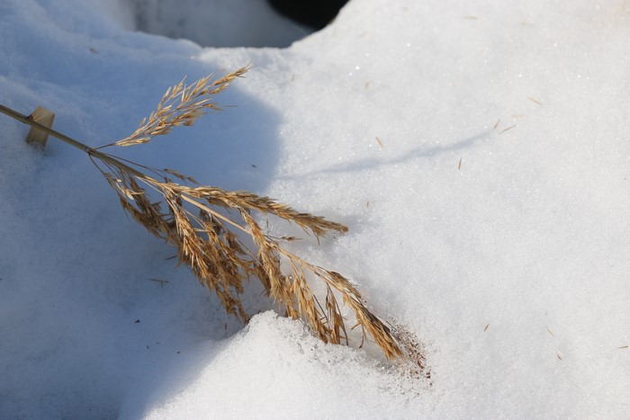 Dry grass stalk in snow