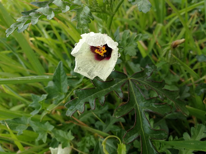 White poppy with water droplets in grass