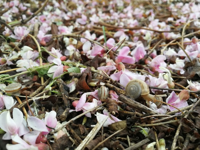 Snails and pink blossoms on the ground