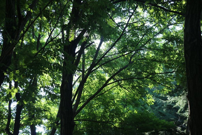 Sunlight filtering through green trees in a forest